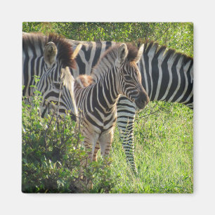 zebra youth magnet