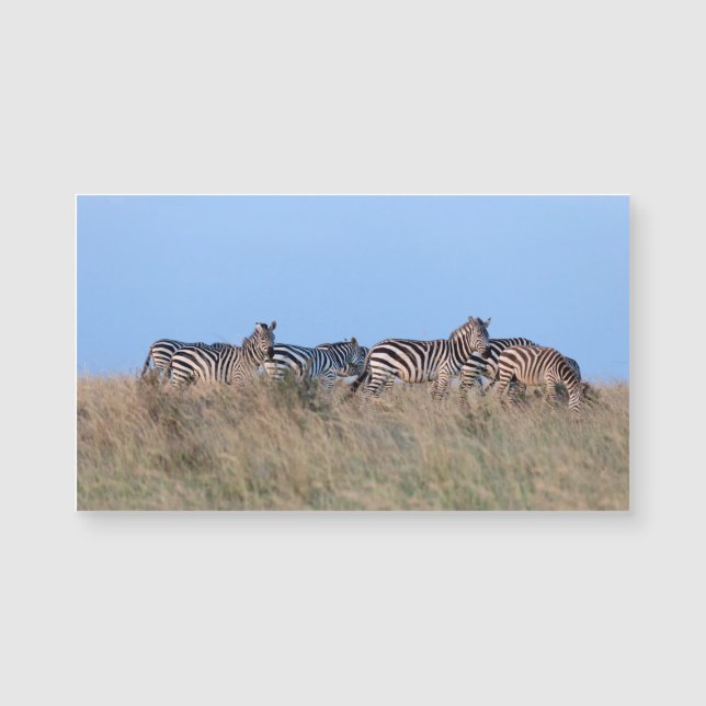 Zebras at dusk (Front)