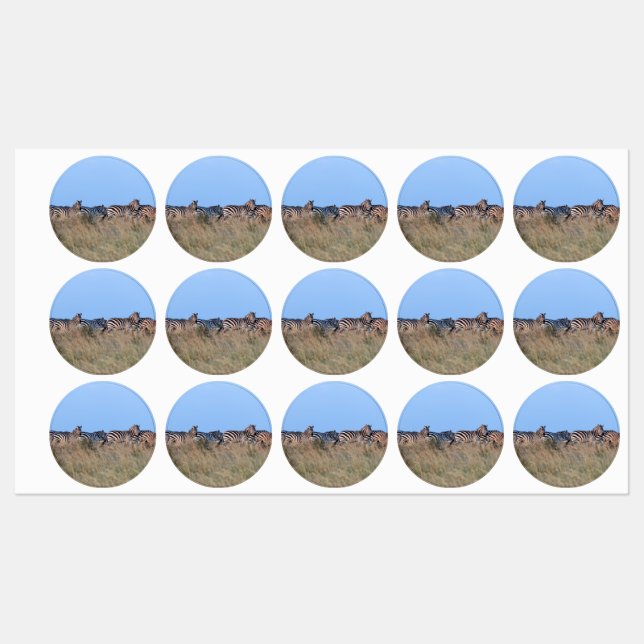 Zebras at dusk (Sheet)