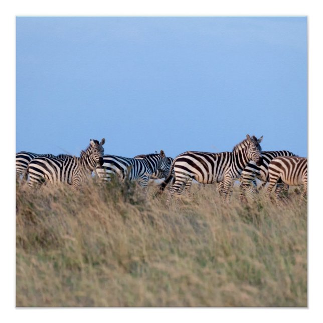 Zebras at dusk poster (Front)