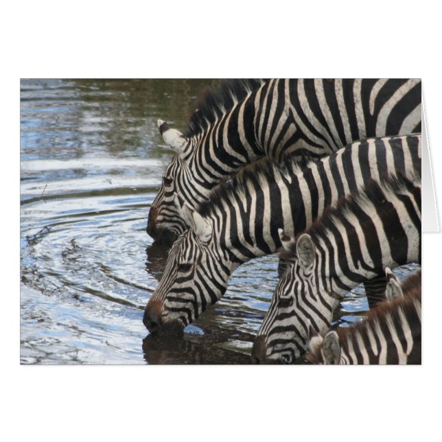 Zebras at Water - Customized (Front Horizontal)