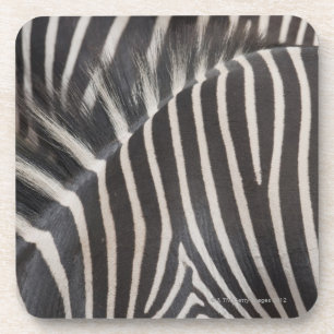 Zebras Coaster