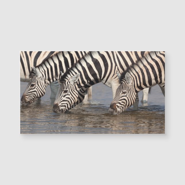 Zebras drinking (Front)