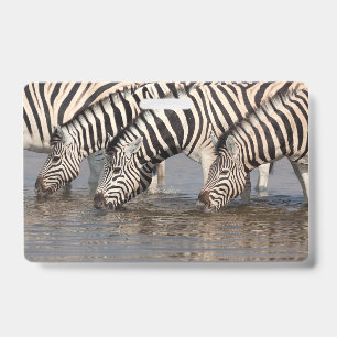 Zebras drinking badge