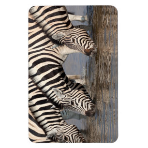Zebras drinking magnet