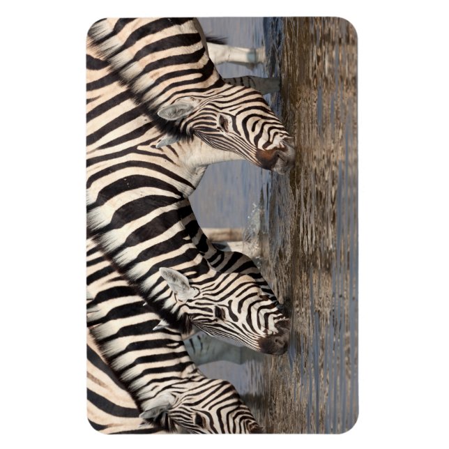 Zebras drinking magnet (Vertical)