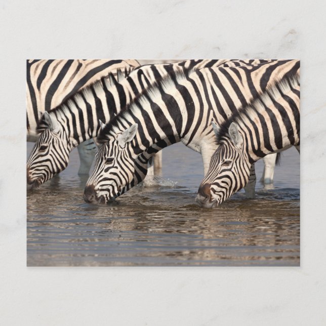 Zebras drinking postcard (Front)