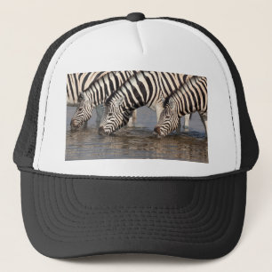 Zebras drinking trucker hat