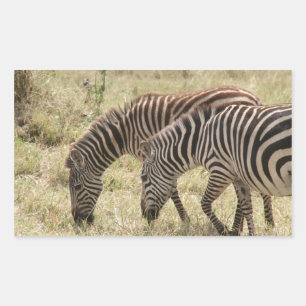 zebras graze sticker