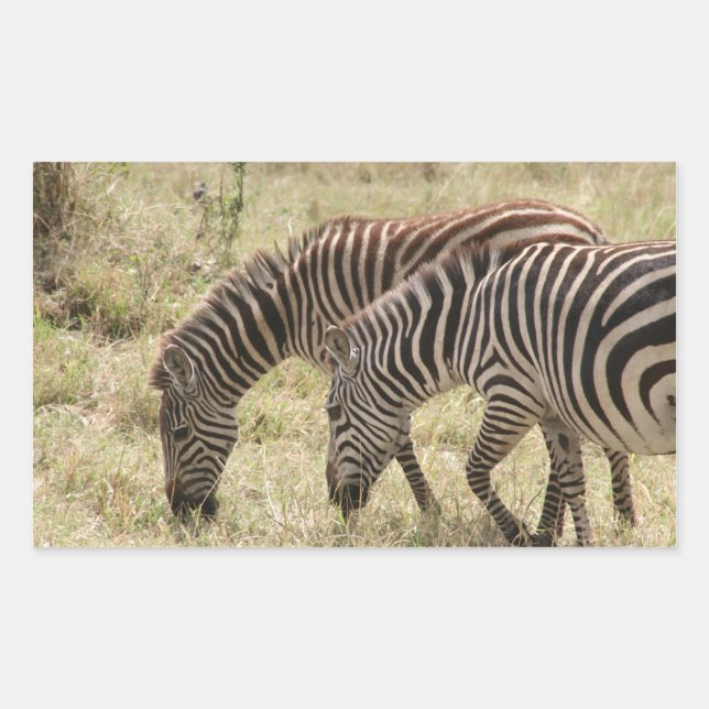 zebras graze sticker (Front)