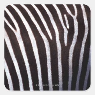 zebra's hide square sticker