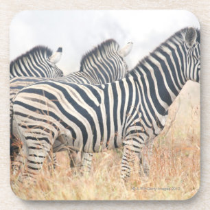 Zebras in early morning dust, Kruger National 2 Coaster