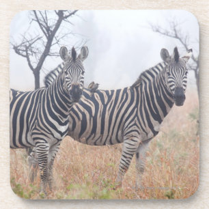 Zebras in early morning dust, Kruger National Coaster