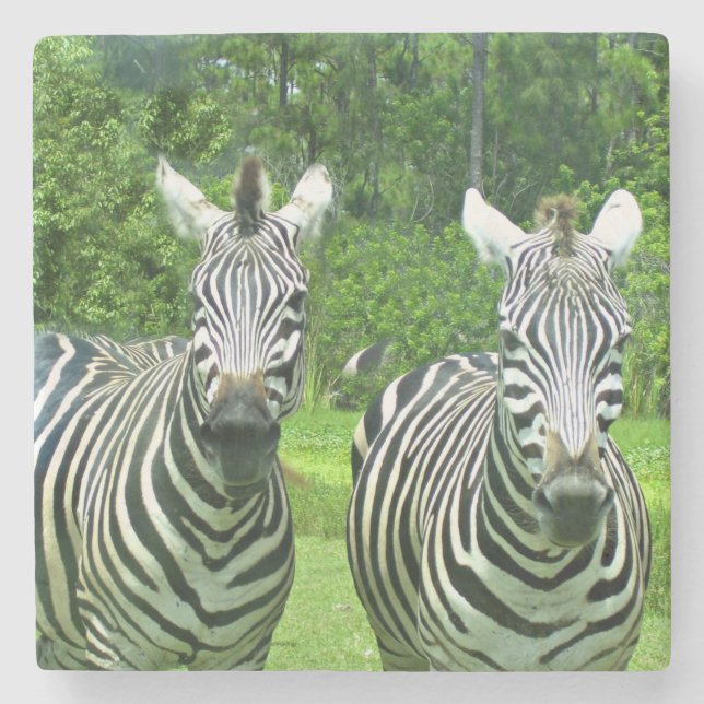 Zebras in Meadow Balance Stone Coaster (Front)