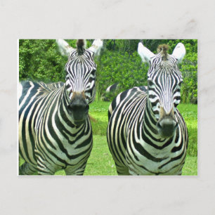 Zebras in Meadow Greeting Postcard