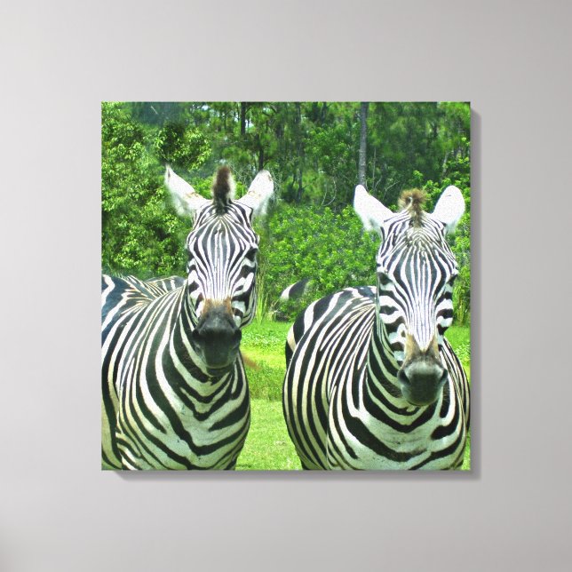 Zebras in Meadow Stillness Canvas Print (Front)