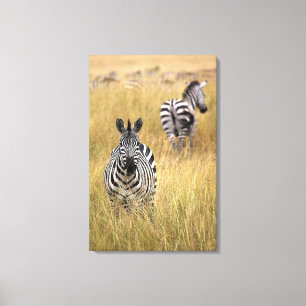Zebras in tall grass canvas print