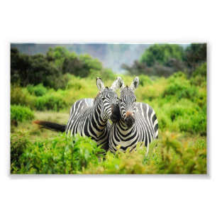 Zebras in the wild photo print