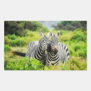 Zebras in the wild sticker