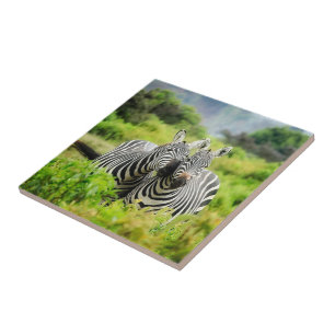 Zebras in the wild tile