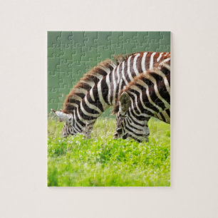 Zebras Jigsaw Puzzle