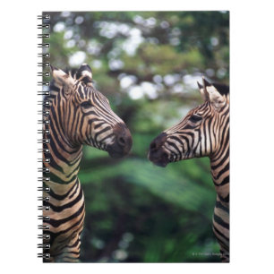 zebras notebook