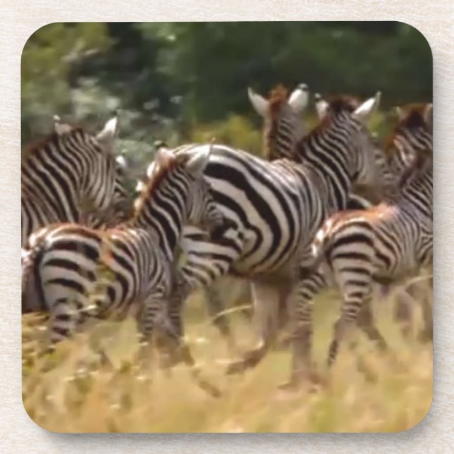 Zebras on the Move: A Journey of a Thousand Miles Coaster (Front)