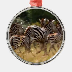 Zebras on the Move: A Journey of a Thousand Miles Metal Ornament