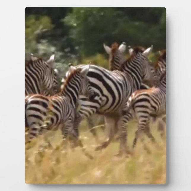 Zebras on the Move: A Journey of a Thousand Miles Plaque (Front)