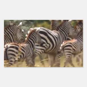 Zebras on the Move: A Journey of a Thousand Miles Sticker