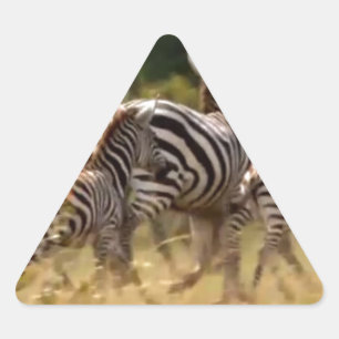 Zebras on the Move: A Journey of a Thousand Miles Triangle Sticker