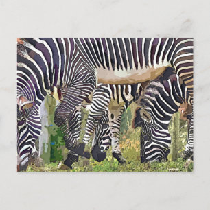 ZEBRAS POSTCARD