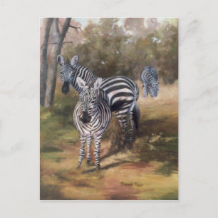 Zebras Postcard