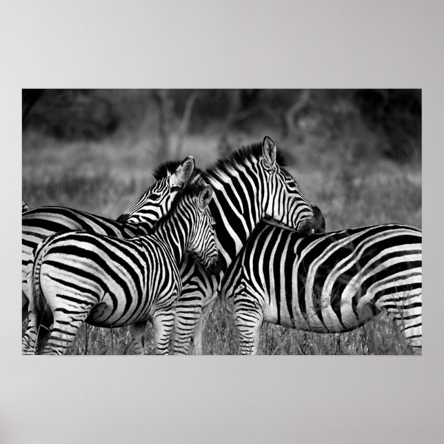 Zebras Poster (Front)