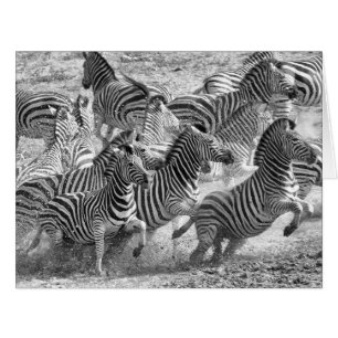 Zebras running