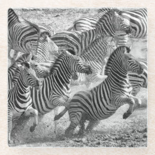 Zebras running glass coaster