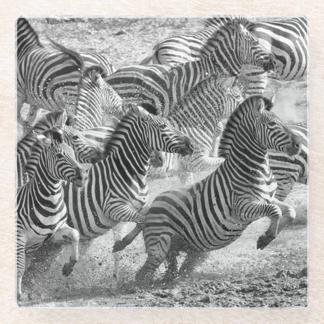 Zebras running glass coaster (Front)