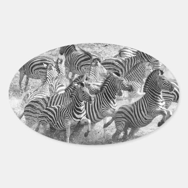 Zebras running oval sticker (Front)