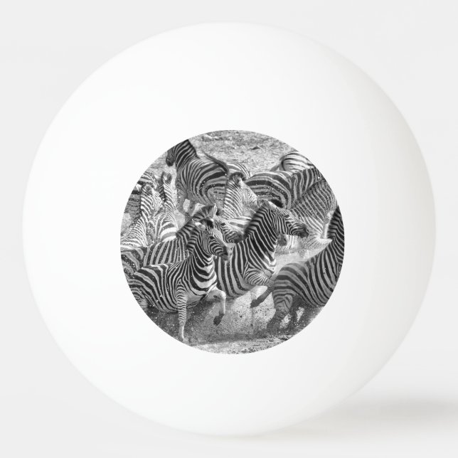 Zebras running ping pong ball (Back)