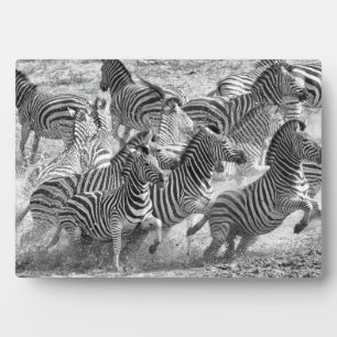 Zebras running plaque
