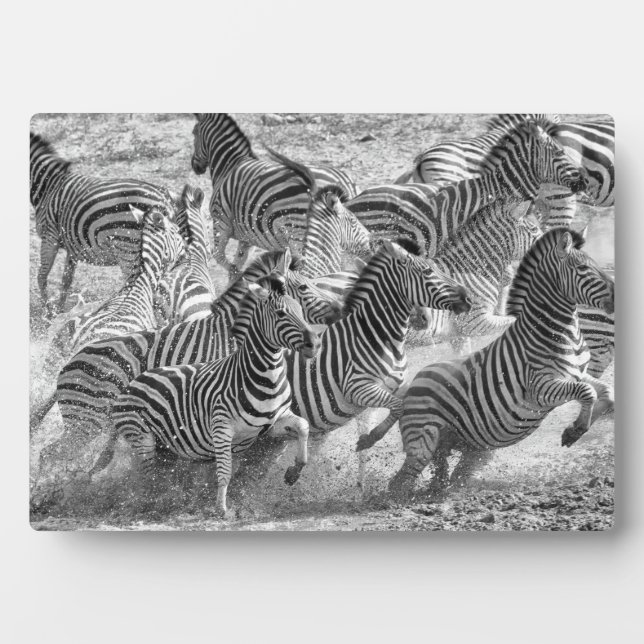 Zebras running plaque (Front)