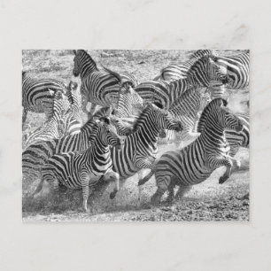 Zebras running postcard