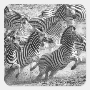 Zebras running square sticker