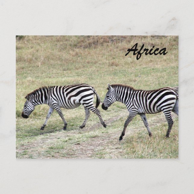 zebras striped postcard (Front)