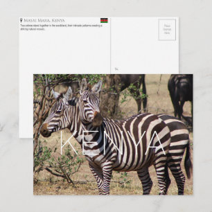 Zèbres dans le Masai Mara, Kenya Carte postale de 