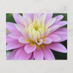 Zen Flower- Dahlia Postcard