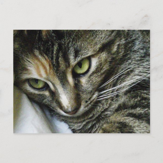 Zen Kitty Postcard (Front)