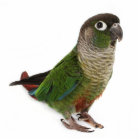 Zeph (conure vert de joue) - sculpture en photo