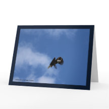 Zeroing in on the Catch