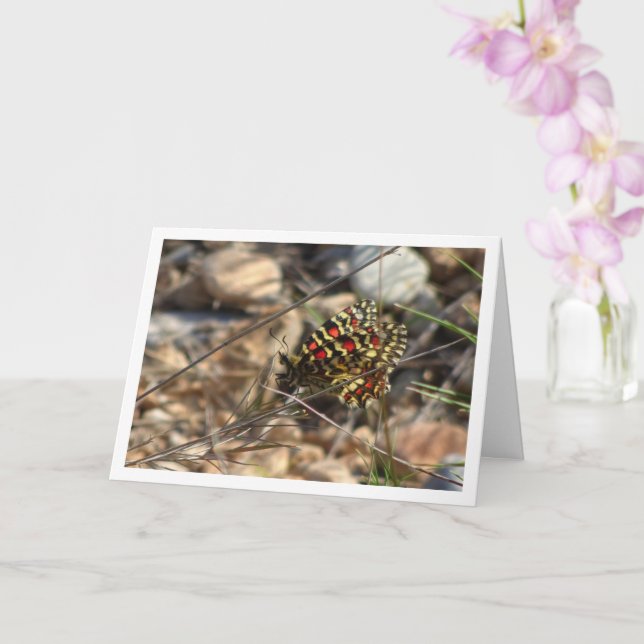 Zerynthia Rumina, Spanish Festoon Butterfly Card (Orchid)